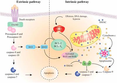 Melatonin as a regulator of apoptosis in leukaemia: molecular mechanism and therapeutic perspectives